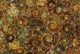 Composite Plate Of Agatized Ammonite Fossils #130553-1